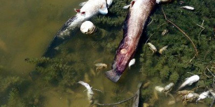 Karaahmetli Göleti’nde Çok Sayıda Balık Kıyıya Vurdu