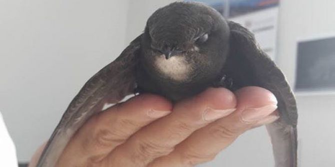 Ordu’da Ebabil Kuşu Bulundu