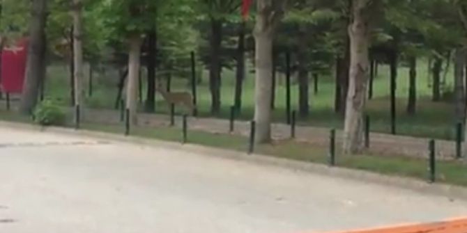 Yolunu Kaybeden Ceylan Üniversite Yerleşkesine Girdi