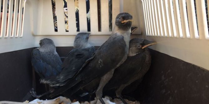 Bodrum’da Karga Seferberliği