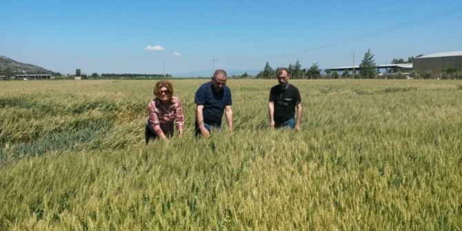 Aydın’da Tohumluk Arpa Ve Buğday Kontrolleri Yapıldı