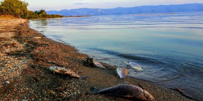 İznik Gölü’ndeki Balık Ölümleri Korkutuyor