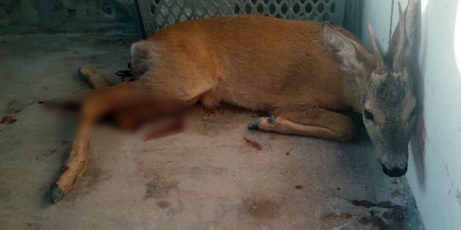 Otomobilin Çarptığı Karaca Tedavi Altına Alındı