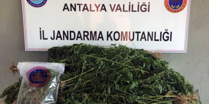 Antalya’da 487 Kök Kenevir Ele Geçirildi