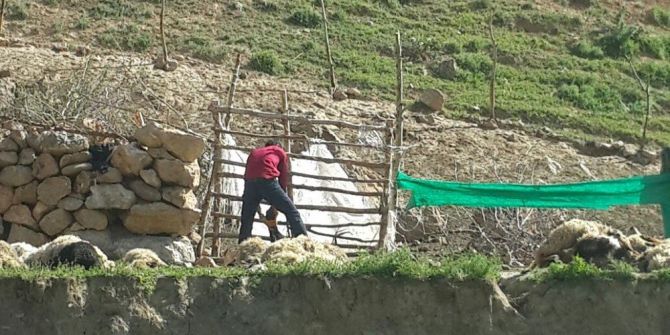 Kurtların Saldırısında 70 Koyun Telef Oldu