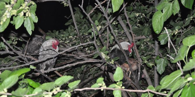 Yangından Kaçan Tavuklar Ağaca Çıktı