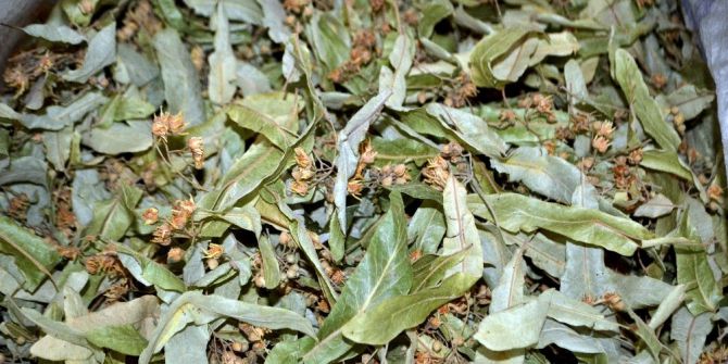 Ramazan Ayında Vücudu Rahatlatan Çaylar