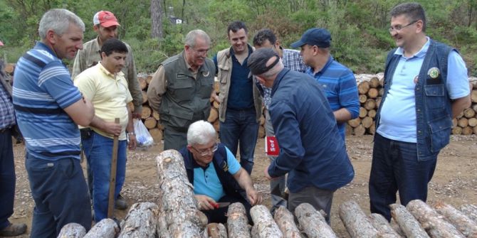 Çanakkale’de Çam Ağaçlarının Kuruma Nedenleri Araştırılıyor