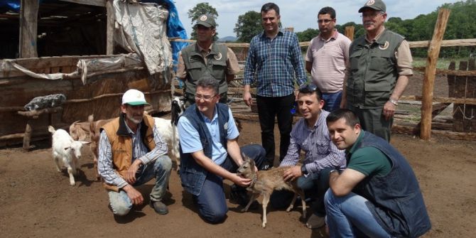 Boğulmaktan Kurtulan Karacaya Köylü Sahip Çıktı
