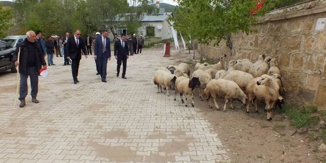 Köse’de Süt Koyuncularına Orköy Desteği