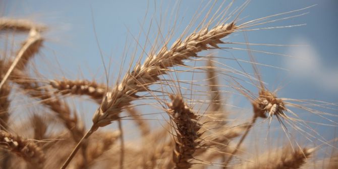 Adana’da Buğday Rekoltesi Coştu