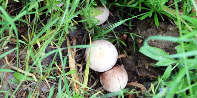 Zehirli Mantar Uyarısı