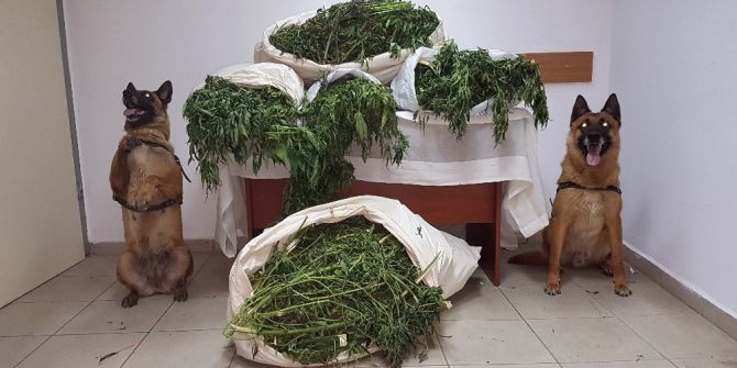Manavgat’ta 62 Kilo Kubar Esrar Ele Geçirildi