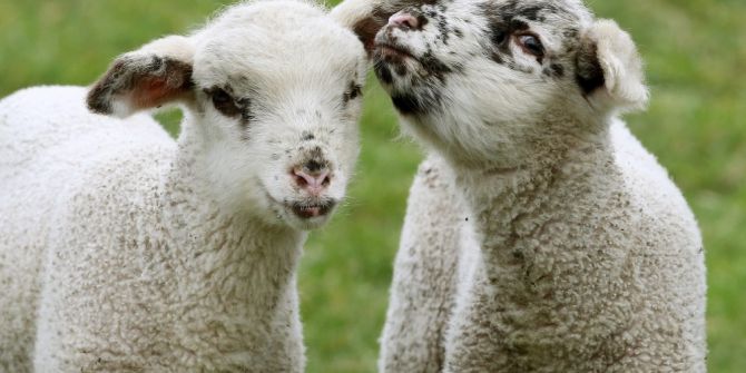 Yapay Zekada Yeni Seviye: Acı Tespiti