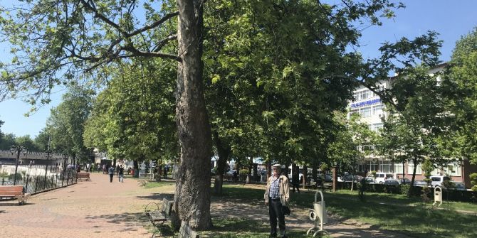 Alaplı’da Çınar Ağaçları Kurumaya Yüz Tutuyor