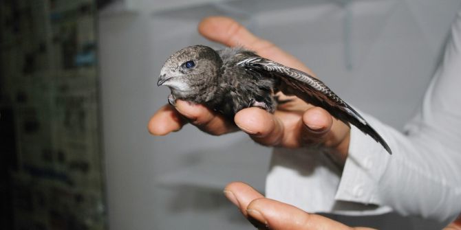 Manisa’da Yavru Ebabil Bulundu