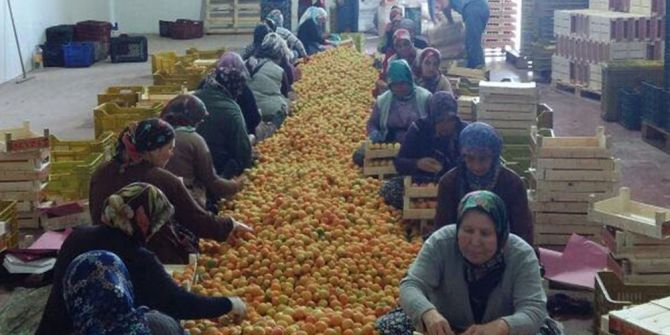 Mut’ta Kayısı Üreticisi Altın Yılını Yaşıyor