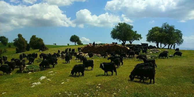 Koruma Parasına Kızıp 300 Keçisini Sattı