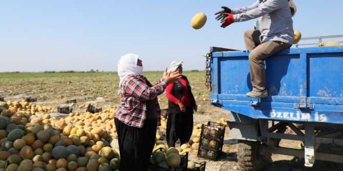 Karpuzdaki Kabak Tadı Kavun Satışlarını Arttırdı