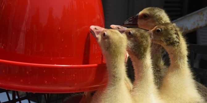 Hayvansal Üretimde Çeşitlilik Artıyor