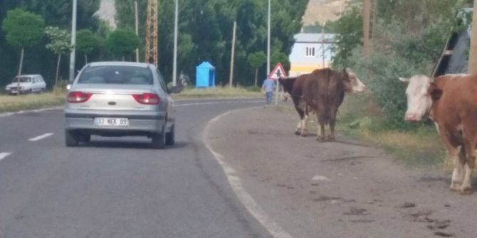 Başıboş Hayvanlar Sürücülere Zor Anlar Yaşatıyor