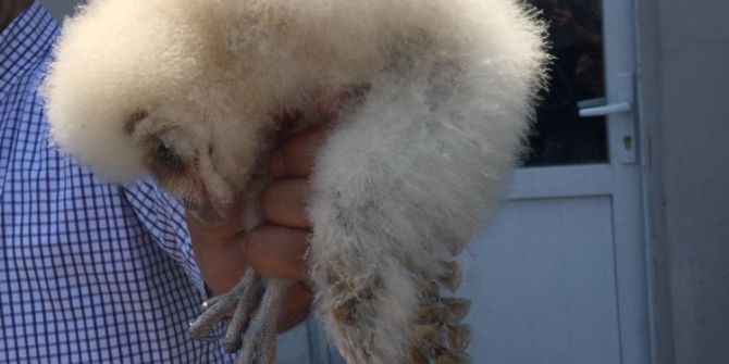 Yavru Baykuşu Satmak İsterken Yakalandı