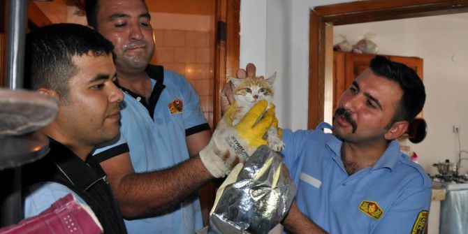 Havalandırma Boşluğuna Düşen Kedi Operasyonla Kurtarıldı