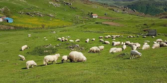 Koyunlar Yaylalara Ulaştı