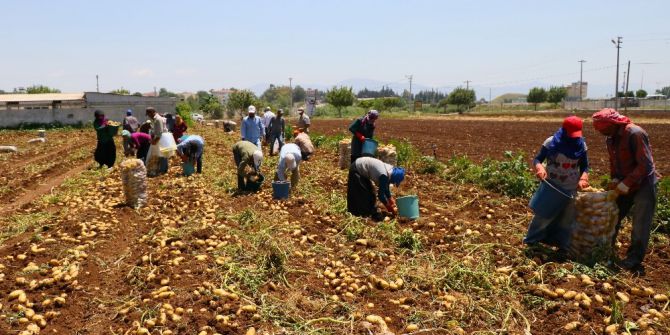 Tarım İşçilerinin Sıcakta Ekmek Mücadelesi