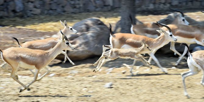 Doğal Yaşam’ın Yeni Yavruları