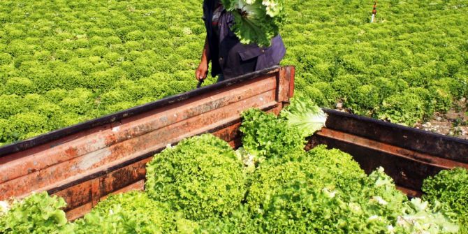 Tarlada Kalan Marul Kuzulara Yem Oldu