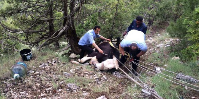 Uçurumdan Düşen İneği İtfaiye Ekipleri Kurtardı