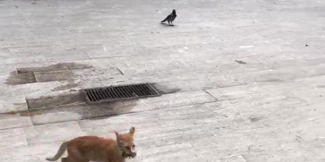 Kedi Ezeli Düşmanı Fareyi Kargadan Kurtardı