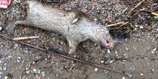 İznik Gölü’nde Ölü Su Samuru Kıyıya Vurdu