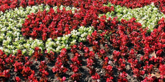 Şehir Süs Bitkileriyle Donatıldı