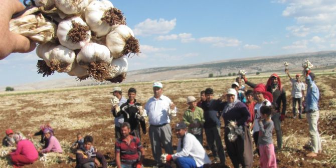 Araban Ovası’ndaki Sarımsak Ve Firik Hasadı Yaklaşık 20 Bin Kişiye İş Umudu Oldu
