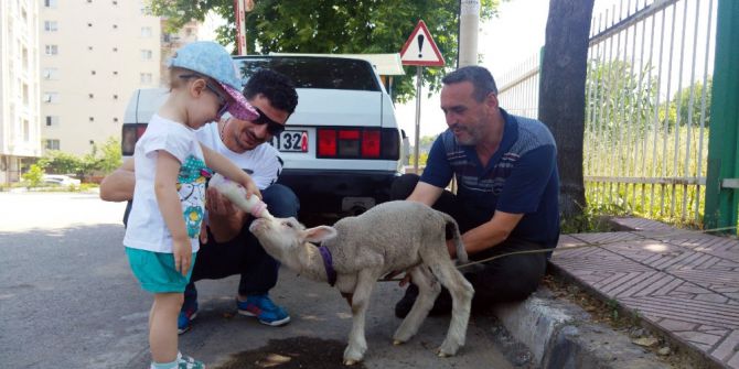 Annesi Ölen Kuzuya İnsan Şefkati