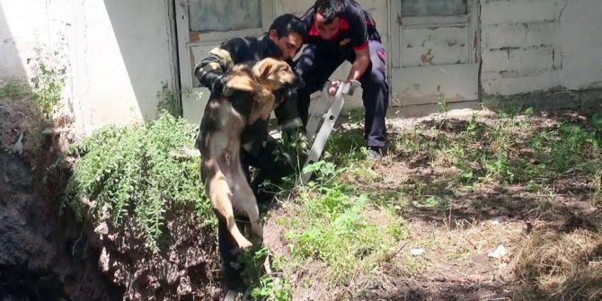 İnşaatın Temeline Düşen Köpeklere İtfaiye Müdahale Etti