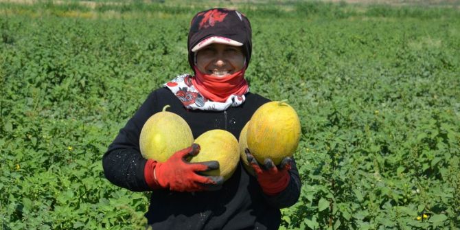 Bal Kavununda Hasat Başladı