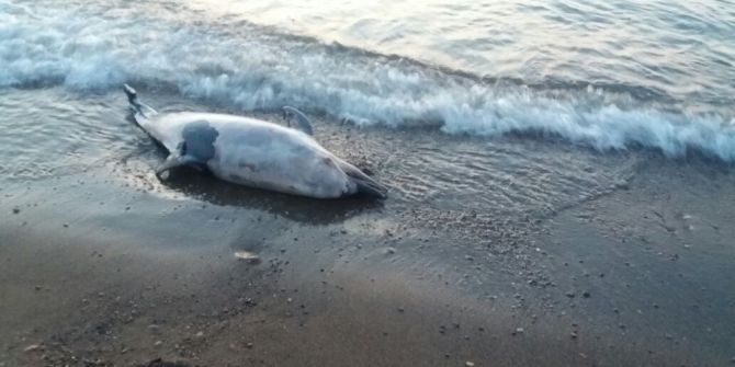 Cide’de Sahile Ölü Yunus Vurdu