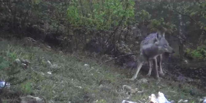 Aç Kurtlar Fotokapana Yakalandı