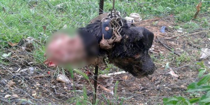 Bilecik’te Esrarengiz Köpek Ölümleri