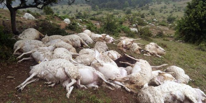 Yıldırım Düştü, 73 Koyun Telef Oldu