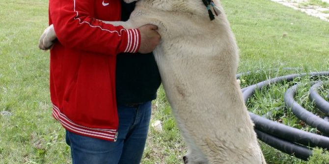 Bu Köpekleri Gören ’Maşallah’ Diyor