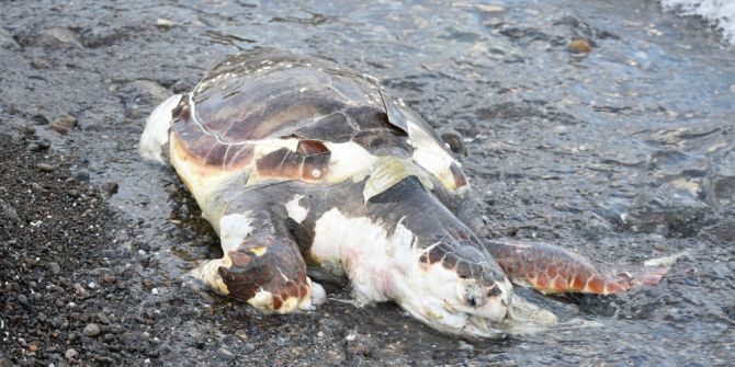Marmaris Sahiline Ölü Caretta Caretta Vurdu