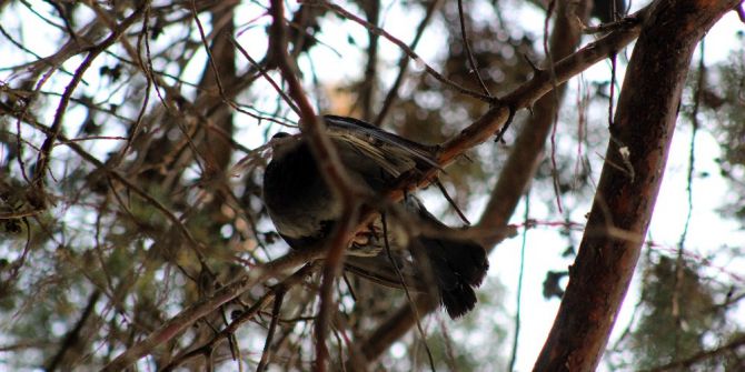 Ağaca Takılan Güvercin Dal Kesilerek Kurtarıldı