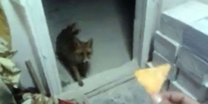 Kulübesine Gelen Tilkiyi Cipsle Besledi