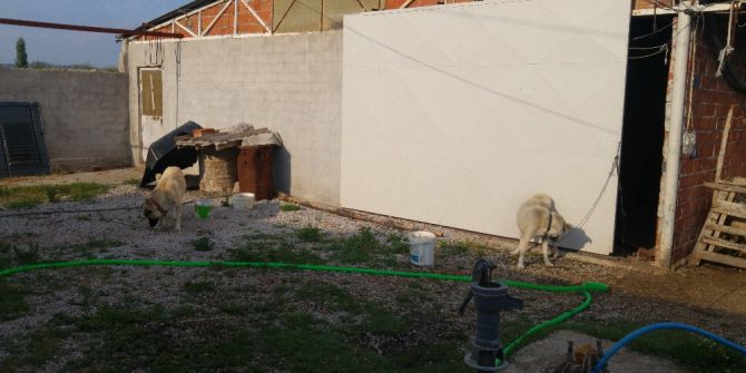 Koyunları Çalınan Çiftçiden Hırsızlara Çağrı