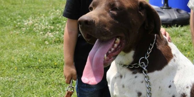 Köpekler Podyuma Çıktı