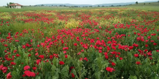 Hisarcık’taki Gelincik Tarlası Göz Kamaştırıyor